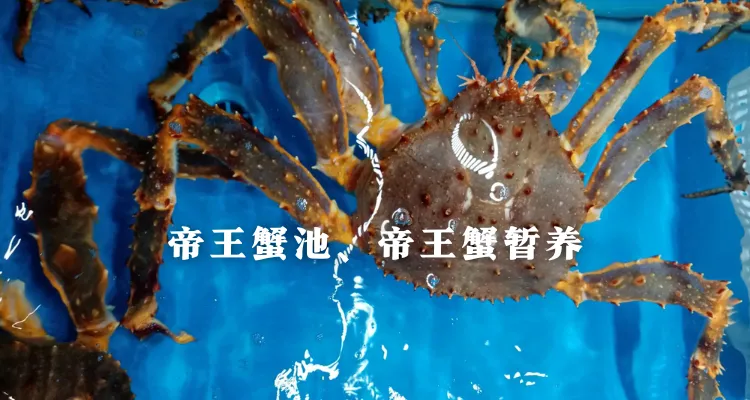 帝王蟹池、帝王蟹暂养