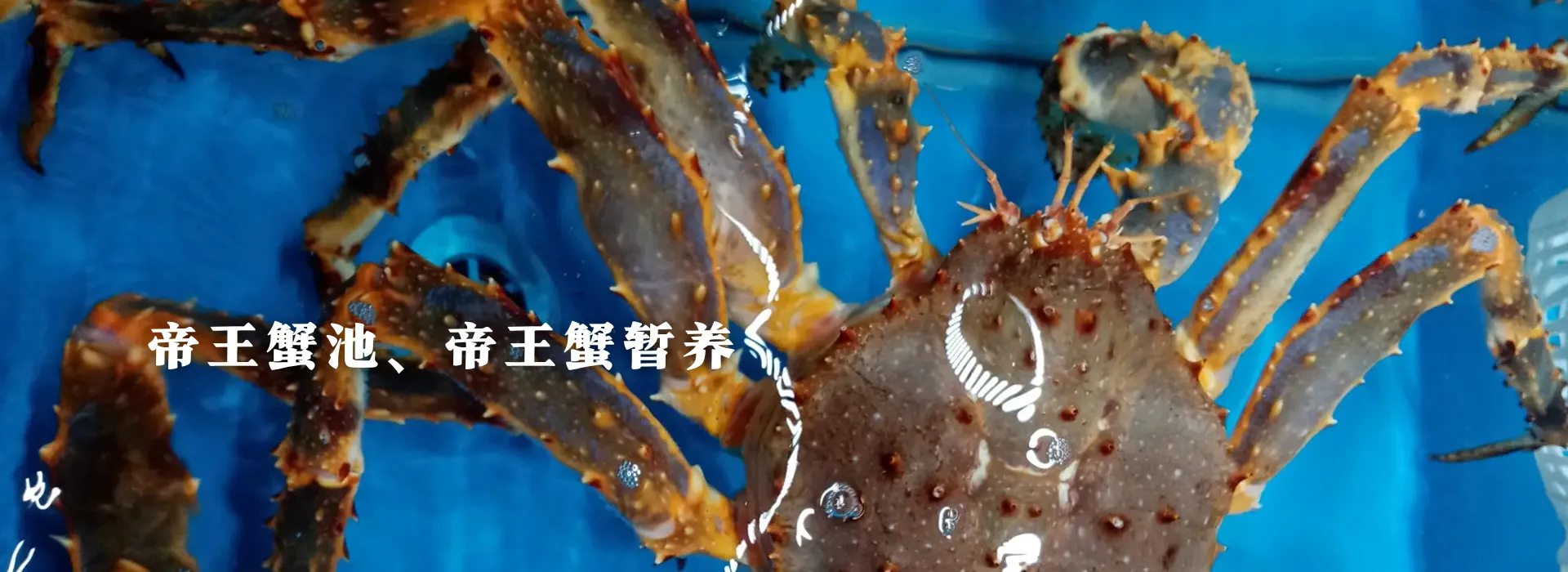 帝王蟹池、帝王蟹暂养